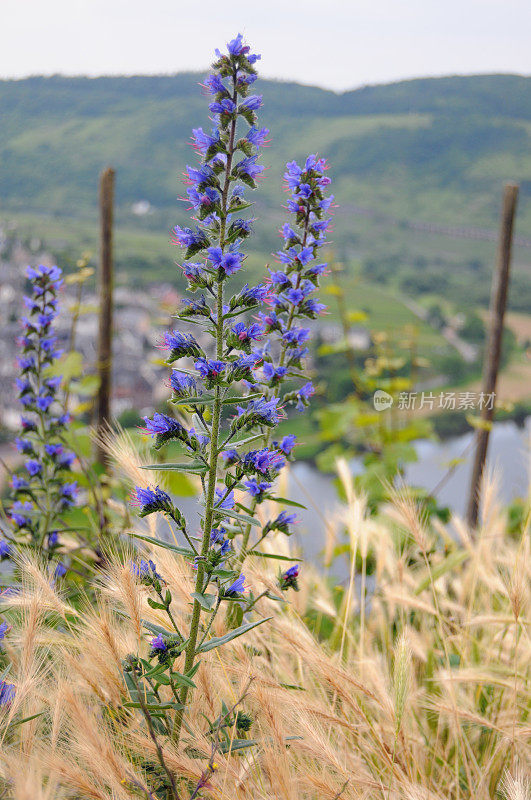 Natternkopf (Echium vulgare) -蝰蛇的Bugloss植物